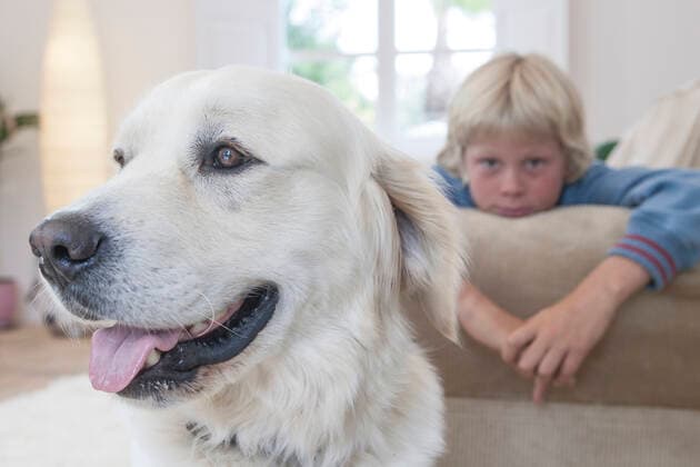 IMAGO Creative, Winter, Couching Close-up of pet dog, boy leaning on couch in background, 03.03.2016, Copyright: xRUSSxROHDEx, model released, , property released, leaning,looking at camera,domestic dog,golden retriever,one animal,pet,background,close-up,focus on foreground,head and shoulders,at home,childhood,harmony,obedience,togetherness,sofa,child,male,boy,pre-adolescent boy,only one pre-adolescent boy,one person,house interior,indoors,living room,day,sticking out tongue,leisure,10 to 12 years,family life,dog,enjoyment,adult animal,leaning against,March 2016 Release,Leaning,Child,Male,Boys,Childhood,Enjoyment,Harmony,Obedience,Togetherness,One Animal,One Person,Making A Face,Sticking Out Tongue,Head And Shoulders,Looking At Camera,Close-Up,Selective Focus,Focus On Fo Ref:IS09AW37B