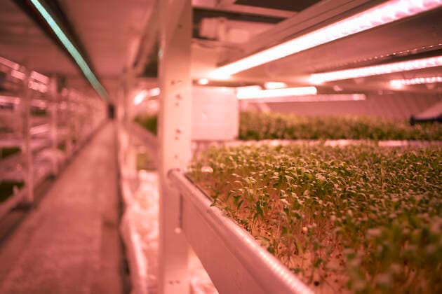 IMAGO Creative: Klimawandel - Zukunft und Innovation Close up of micro greens tray in underground tunnel nursery, London, UK, 13.05.2016, Copyright: xPeterxMullerx , property released, pink,close-up,differential focus,small business,abundance,control,cultivation,growth,healthy eating,innovation,nature,fresh,tray,shelf,in a row,aisle,tunnel,indoors,united kingdom,london,environmental issue,food,leafy vegetable,salad,industry,fluorescent light,nobody,food industry,tube,plant nursery,micro greens,shallow focus,underground,led lightbulb,May 2016 Release,science and technology,artificial light,hydroponics,Hydroponics,Abundance,Control,Freshness,Growth,Innovation,In A Row,Pink,No People,England,London,Close-Up,Selective Focus,Cultivated,Food,Salad,Tray,Electric Light,Strip Lighting,Shelf,Symbol,O Ref:IS09AX9ZD