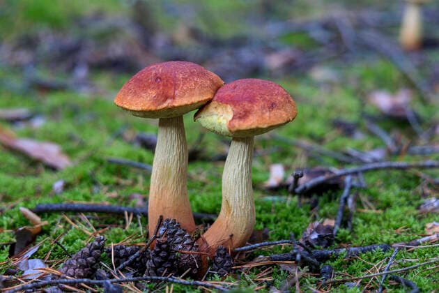 Falsche Rotkappen in Brandenburg DEU Brandenburg Â Pilzerperte Lutz Helbig präsentiert die falschen Rotkappen in einem Wald bei Drebkau. Er steht in Kiefernwäldern und kann leicht mit der Marone oder dem Steinpilz verwechselt werden: In Deutschland breitet sich eine neue Pilzart immer mehr aus, vor allem im Süden Brandenburgs. Die Falsche Rotkappe den Namen hat ihr der Erstfinder gegeben sei aus Nordamerika nach Europa eingeschleppt worden, berichtet Lutz Helbig vom Brandenburgischen Landesverband der Pilzsachverständigen. Auf welchem Wege, sei nicht bekannt. Als Mitglied der Deutschen Gesellschaft für Mykologie kartiert Helbig ehrenamtlich Pilze und sorgt für deren Erfassung mit genauen Standorten. Momentan kann man d