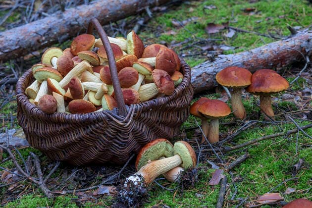 Falsche Rotkappen in Brandenburg DEU Brandenburg Â Pilzerperte Lutz Helbig präsentiert die falschen Rotkappen in einem Wald bei Drebkau. Er steht in Kiefernwäldern und kann leicht mit der Marone oder dem Steinpilz verwechselt werden: In Deutschland breitet sich eine neue Pilzart immer mehr aus, vor allem im Süden Brandenburgs. Die Falsche Rotkappe den Namen hat ihr der Erstfinder gegeben sei aus Nordamerika nach Europa eingeschleppt worden, berichtet Lutz Helbig vom Brandenburgischen Landesverband der Pilzsachverständigen. Auf welchem Wege, sei nicht bekannt. Als Mitglied der Deutschen Gesellschaft für Mykologie kartiert Helbig ehrenamtlich Pilze und sorgt für deren Erfassung mit genauen Standorten. Momentan kann man d