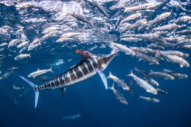 IMAGO Nature: Unsere Erde, Tiere, Gestreifte Tierarten Striped marlin hunting mackerel and sardines, 21.12.2018, Copyright: xRodrigoxFriscionex animal,large group of animals,shoal,wildlife,blue,full length,low angle view,motion,underwater,abundance,survival,togetherness,nature,mexico,sea,day,action,sardine,sunlight,nobody,travel,alive,predator,sea life,surface,travel destination,hunting,mackerel,swimming,fish,beauty in nature,animal themes,animal portrait,baja california sur,prey,herding,blue sea,san carlos,striped marlin,instinct,aqua,natural habitat,January 2019 Release,Animals Hunting,Herding,Swimming,Abundance,Motion,Survival,Togetherness,Submerged,Blue,Large Group Of Animals,Shoal,No People,Latin America,Central America,Mexico,Full Length,Low Angle View,Surface Level,Animal,Fish,Herring Ref:IS09BV3FF