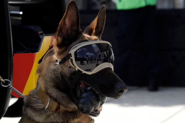 Annual Earthquake Drill MEXICO CITY, MEXICO - SEPTEMBER 19, 2021: A rescue dog of the Mexican army take part during the Earthquake Mega Drill in commemoration of the 1985 and 2017 earthquakes at Revolution Monument On September 19, 2021 in Mexico City, Mexico. (Photo by Luis Barron Eyepix Group) Copyright: xLuisxBarronx EYEPIXGROUP_LB_19092021_15247