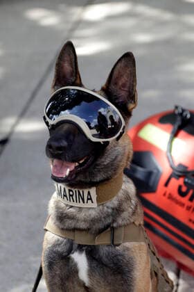 News Themen der Woche KW37 News Bilder des Tages Annual Earthquake Drill MEXICO CITY, MEXICO - SEPTEMBER 19, 2021: A rescue dog of the Mexican army take part during the Earthquake Mega Drill in commemoration of the 1985 and 2017 earthquakes at Revolution Monument On September 19, 2021 in Mexico City, Mexico. (Photo by Luis Barron Eyepix Group) Copyright: xLuisxBarronx EYEPIXGROUP_LB_19092021_15249