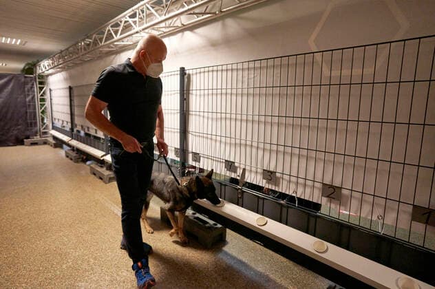 A Corona sniffer dog sniffs the sweat samples of concertgoers at a test concert with Fury in the Slaughterhouse as part of the Back to Culture concert series in conjunction with a test study with Corona sniffer dogs at the Gilde Parkbühne Hannover, 19 09 2021 Foto:xU.xStammx xFuturexImage