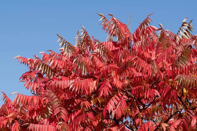 Creative Highlights World Essigbaum, Essig-Baum, Kolbensumach, Kolben-Sumach (Rhus hirta, Rhus typhina), im herbstlaub, Deutschland staghorn sumach, stags horn sumach (Rhus hirta, Rhus typhina), in autum, Germany BLWS652693 *** Vinegar tree, vinegar tree, cob sumac, cob sumac Rhus hirta, Rhus typhina , in autumn foliage, Germany staghorn sumach, stags horn sumach Rhus hirta, Rhus typhina , in autum, Germany BLWS652693 Copyright: xblickwinkel McPHOTO H.-R.xMuellerx
