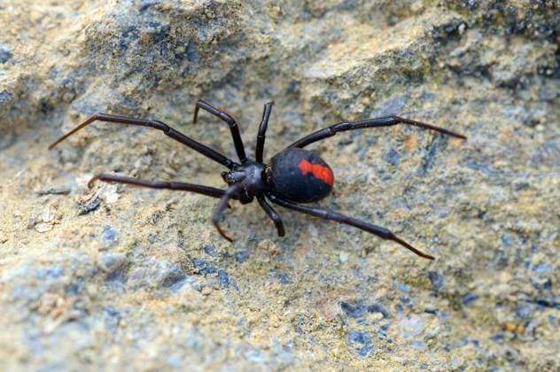 Rotrückenspinne sitzt auf einem Stein, (Latrodectus hasseltii), McPVLZ *** Red-backed spider sitting on a rock, Latrodectus hasseltii , McPVLZ McPVLZ