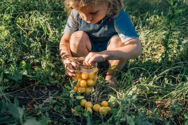 IMAGO Creative: Sommer, Sommertage im Garten small boy collect mirabelle plum in glass Brandenburg, Brandenburg, Germany CR_HABU210901E6-819961-01 ,model released, Symbolfoto