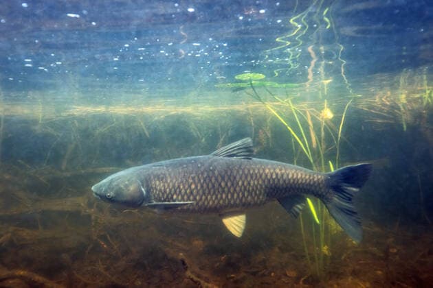 Graskarpfen, Gras-Karpfen, Amurkarpfen, Amur-Karpfen, Grasfisch, Gras-Fisch, Weisser Amur (Ctenopharyngodon idella), Unterwasseraufnahme, Deutschland, Bayern, Eggstaett-Hemhofer Seenplatte Grass carp (Ctenopharyngodon idella), under water shot, Germany, Bavaria, Eggstaett-Hemhofer Seenplatte BLWS652790 *** Grass carp, Grass carp, Amur carp, Amur carp, Grass fish, Grass fish, White amur Ctenopharyngodon idella , under water shot, Germany, Bavaria, Eggstaett Hemhofer Seenplatte Grass carp Ctenopharyngodon idella , under water shot, Germany, Bavaria, Eggstaett Hemhofer Seenplatte BLWS652790 Copyright: xblickwinkel A.xHartlx