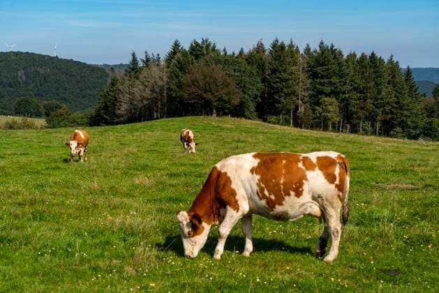 Landschaft oberhalb des Orts Woffelsbach, Viehweide, Blick nach Osten, Rursee, Nationalpark Eifel, NRW, Deutschland, Rursee *** Landscape above the village Woffelsbach, cattle pasture, view to the east, Rursee, Eifel National Park, NRW, Germany, Rursee