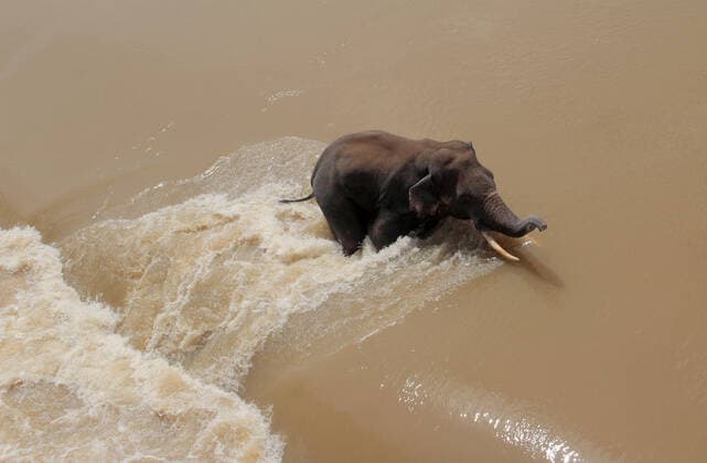 IMAGO Nature: Unsere Erde, Klimawandel, Überschwemmungen News Bilder des Tages India Elephant Trapped In Flood Water A wild elephant is seen in the flood water as it trapped at the Mundali barrage in Mahanadi river when a herd crossing the flooded river just outskirts of the eastern Indian state Odisha s capital city Bhubaneswar. Bhubaneswar India rout-notitle210925_npOyv  Copyright: xSTRx