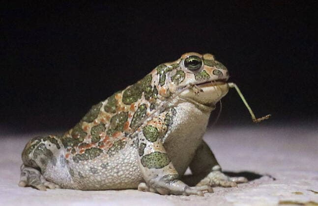 07.08..2020 Sachsen Anhalt Sachsen-Anhalt Die Wechselkröte , wiss. Synonyme: Bufo viridis , Bufo pictus , Bufo variabilis , gelegentlich Pseudepidalea viridis, in Deutschland auch Grüne Kröte, Dorfkröte oder Buntkröte genannt, ist ein Froschlurch aus der Gattung Bufotes innerhalb der Familie der Kröten Biodiversität Makroaufnahme Macroaufnahme Makrofoto Macrofoto *** 07 08 2020 Saxony Anhalt Saxony Anhalt The green toad , wiss synonyms Bufo viridis , Bufo pictus , Bufo variabilis , occasionally Pseudepidalea viridis, in Germany also called green toad, village toad or variegated toad, is a frog from the genus Bufotes within the toad family Biodiversity Macro photo Macro photo Macro photo Macro photo
