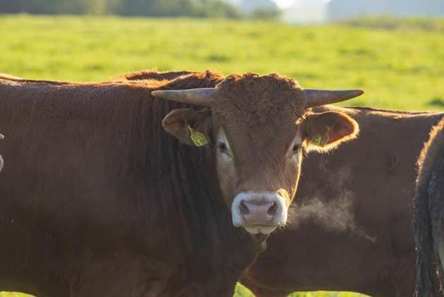 Jungbullen auf einer Weide auf der Schwäbischen Alb. 24.09.2021: Deutschland, Baden-Württemberg, Nellingen. *** Young bulls on a pasture in the Swabian Alb 24 09 2021 Germany, Baden Württemberg, Nellingen