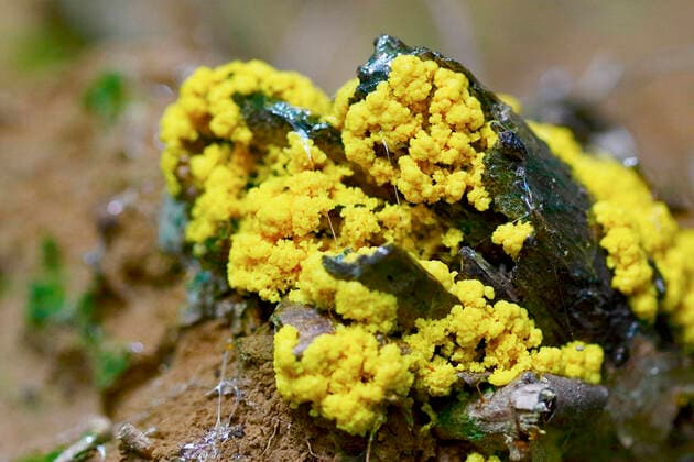 IMAGO Nature: Unsere Erde: Pflanzenwelt: Hässliche Pflanzen Gelbe Lohbluete, Hexenbutter (Fuligo septica), mit gelben Fruchtkoerpern, Deutschland, NRW Scrambled egg slime, Flowers of tan (Fuligo septica), with yellow fruiting bodies, Germany, North Rhine-Westphalia BLWS652975 *** Gelbe Lohbluete, Hexenbutter Fuligo septica , mit gelben Fruchtkoerpern, Germany, NRW Scrambled egg slime, Flowers of tan Fuligo septica , with yellow fruiting bodies, Germany, North Rhine Westphalia BLWS652975 Copyright: xblickwinkel C.xStennerx