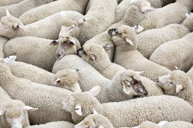  IMAGO Creative: Ruhe im Chaos  Herd of sheep on a truck, 12.10.2020, Copyright: xymgermanx Panthermedia25844642