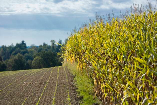 Landwirtschaft Niederbayern 26.09.2021, GER, Bayern, Passau: Maisfeld kurz vor der Ernte an einem sonnigen Tag im Herbst. *** Agriculture Lower Bavaria 26 09 2021, GER, Bavaria, Passau cornfield shortly before harvest on a sunny day in autumn