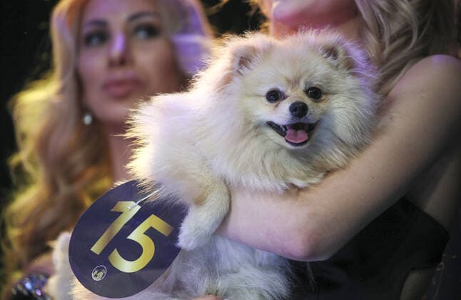 MOSCOW, RUSSIA â€“ SEPTEMBER 28, 2021: A dog at a ceremony to present the 2021 Golden Pet Awards at the Federation Tower of the Moscow International Business Centre. Vladimir Gerdo TASS  TS112560