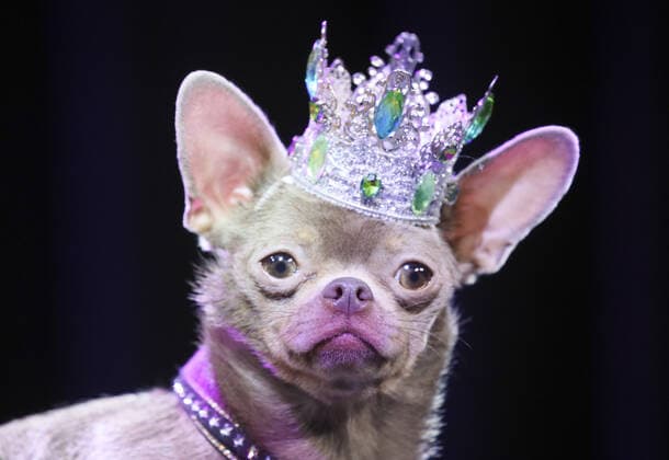 MOSCOW, RUSSIA â€“ SEPTEMBER 28, 2021: A dog wearing a crown at a ceremony to present the 2021 Golden Pet Awards at the Federation Tower of the Moscow International Business Centre. Vladimir Gerdo TASS  TS11258A
