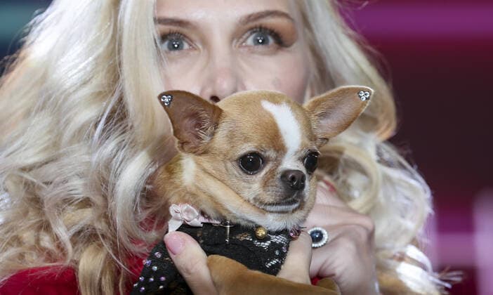 MOSCOW, RUSSIA â€“ SEPTEMBER 28, 2021: A dog with its owner at a ceremony to present the 2021 Golden Pet Awards at the Federation Tower of the Moscow International Business Centre. Vladimir Gerdo TASS  TS112590