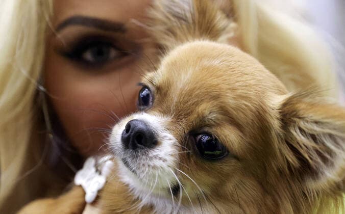MOSCOW, RUSSIA â€“ SEPTEMBER 28, 2021: A dog with its owner at a ceremony to present the 2021 Golden Pet Awards at the Federation Tower of the Moscow International Business Centre. Vladimir Gerdo TASS  TS112594