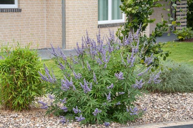 Breitblaettriger Moenchspfeffer, Breitblaettriger Moenchs-Pfeffer, Breitblaettriger Keuschlammstrauch, Breitblaettriger Keuschlamm-Strauch, Keuschbaum, Keuschlamm (Vitex agnus-castus var. latifolius, Vitex agnus-castus Latifolius , Vitex agnus-castus Latifolius), bluehend in einem Kiesbeet Broad-leafed Chaste tree, Broad-leafed Vitex (Vitex agnus-castus var. latifolius, Vitex agnus-castus Latifolius , Vitex agnus-castus Latifolius), blooming, Netherlands BLWS653123 *** Broad leafed moench pepper, Broad leafed moench pepper, Broad leafed chaste shrub, Broad leafed chaste shrub, Chaste tree, Chaste Vitex agnus castus var latifolius, Vitex agnus castus Latifolius , Vitex agnus castus Latifolius , flowering in a gravel bed Broad leafed Copyright: xblickwinkel McPHOTO H.-R.xMuellerx