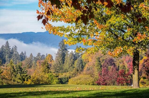 Autumn Maple trees at Stanley Park in Vancouver, British Columnbia, Canada, 12.10.2020, Copyright: xboonsomx Panthermedia26087997