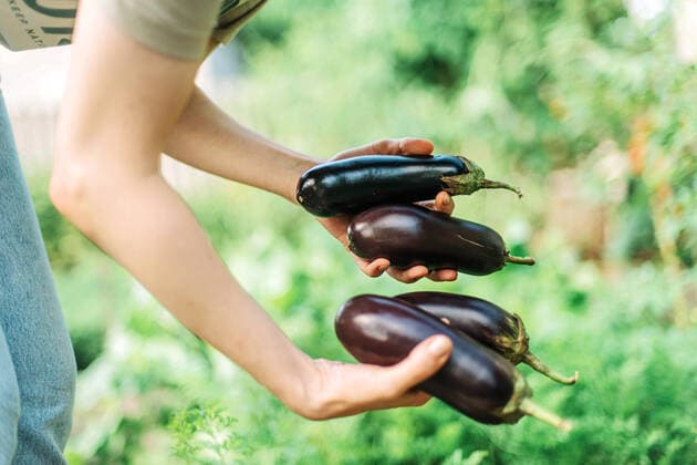 woman holding eggplants in their hands Oak Park, Illinois, United States CR_INCH210902-823156-01 ,model released, Symbolfoto