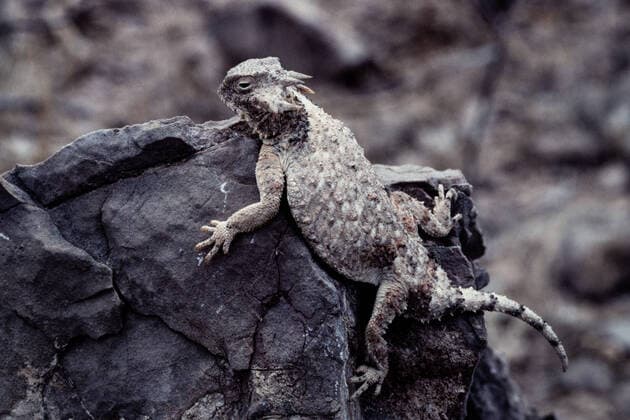IMAGO Nature: Unsere Erde, Tiere, Tierische Meister der Tarnung The Roundtail Horned Lizard, Phrynosoma modestum, is one of the smaller species of horned lizard. Big Bend National Park Texas United States Copyright: xJonxG.xFullerx JGF-Round-tailed Horned Lizard-US-TX-8392