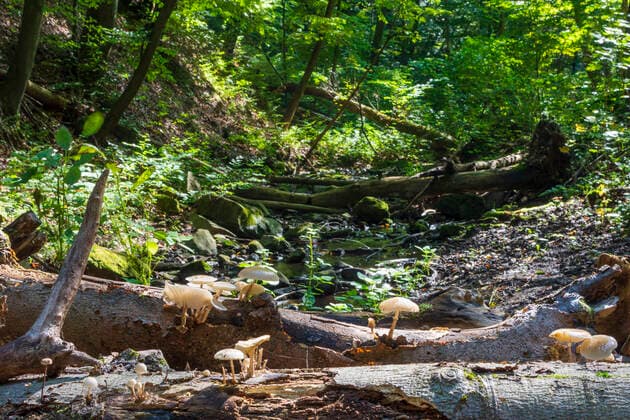 dark forest, fallen trees, mushrooms, stream Visegrad Mountains Pest Hungary Danube-Ipoly National Park