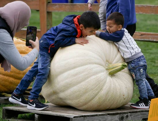 (211002) -- LANGLEY, Oct. 2, 2021 -- Children play on a pumpkin during the Giant Pumpkin Weigh In Event at Krause Berry Farms in Langley, British Columbia, Canada, on Oct. 2, 2021. (Photo by Xinhua) CANADA-LANGLEY-GIANT PUMPKIN COMPETITION LiangxSen 