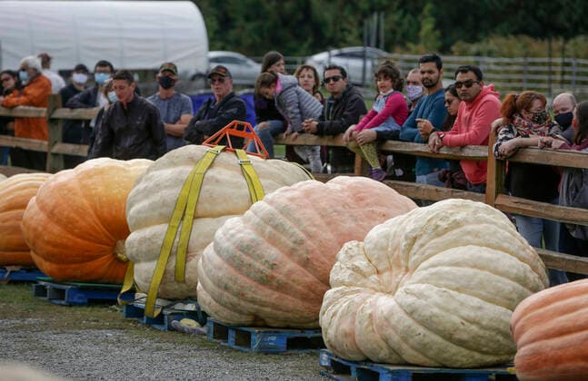 (211002) -- LANGLEY, Oct. 2, 2021 -- Giant pumpkins are on display during the Giant Pumpkin Weigh In Event at Krause Berry Farms in Langley, British Columbia, Canada, on Oct. 2, 2021. (Photo by Xinhua) CANADA-LANGLEY-GIANT PUMPKIN COMPETITION LiangxSen 