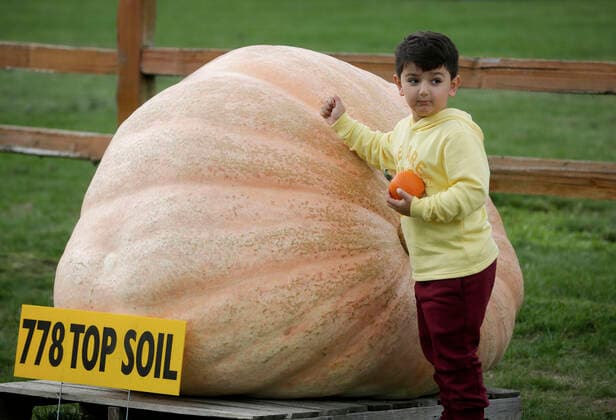 (211002) -- LANGLEY, Oct. 2, 2021 -- A child poses with a giant pumpkin during the Giant Pumpkin Weigh In Event at Krause Berry Farms in Langley, British Columbia, Canada, on Oct. 2, 2021. (Photo by Xinhua) CANADA-LANGLEY-GIANT PUMPKIN COMPETITION LiangxSen 