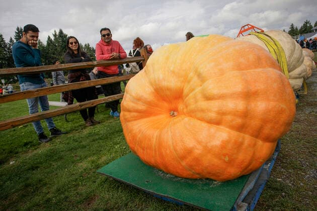 Bilder des Jahres 2021, News 10 Oktober News Themen der Woche KW39 (211002) -- LANGLEY, Oct. 2, 2021 -- People look at pumpkins on display during the Giant Pumpkin Weigh In Event at Krause Berry Farms in Langley, British Columbia, Canada, on Oct. 2, 2021. (Photo by Xinhua) CANADA-LANGLEY-GIANT PUMPKIN COMPETITION LiangxSen 