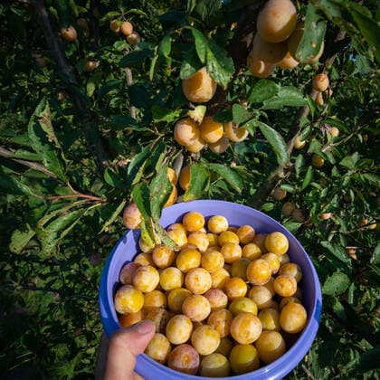 Mirabellenernte - Schale mit gepflückten Mirabellen vor einem Mirabellenbaum. Die gelben Mirabellen - auch gelbe Zwetschen genannt sind eine Unterart der Pflaume. Die Fruchte - die etwas größer als Kirschen sind, eignen sich gut zur Verwendung von Mirabellenmarmelade und -kompott, werden aber auch gerne zum Mirabellenbrand veredelt. Natürlich schmecken sie frisch gepflückt auch prima. Symbolfoto. Region Weser-Ems Niedersachsen Deutschland *** Mirabelle plum harvest Bowl with picked mirabelle plums in front of a mirabelle plum tree The yellow mirabelle plums, also known as yellow plums, are a subspecies of the plum The fruits, which are somewhat larger than cherries, are well suited to the use of mirabelle plum jam and compote, but are