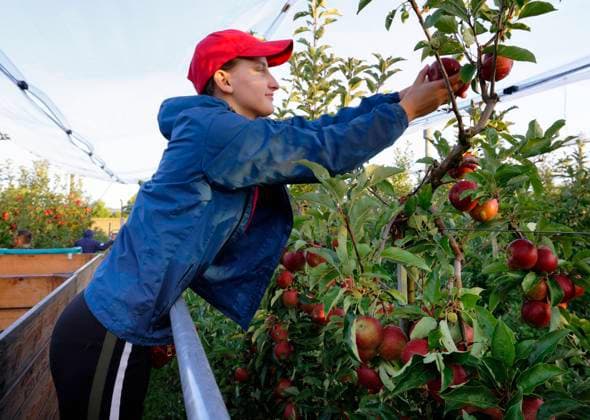 DEU , DEUTSCHLAND : Eine polnische Erntehelferin bei der Apfelernte auf dem Obsthof Schmitz-Huebsch in Bornheim Aepfel , 28.09.2021 DEU , GERMANY : A polish seasonal worker during the apple harvest on Schmitz-Huebsch farm in Bornheim , 28.09.2021 *** DEU , DEUTSCHLAND A Polish seasonal worker during the apple harvest on Schmitz Huebsch farm in Bornheim Aepfel , 28 09 2021 DEU , GERMANY A Polish seasonal worker during the apple harvest on Schmitz Huebsch farm in Bornheim , 28 09 2021