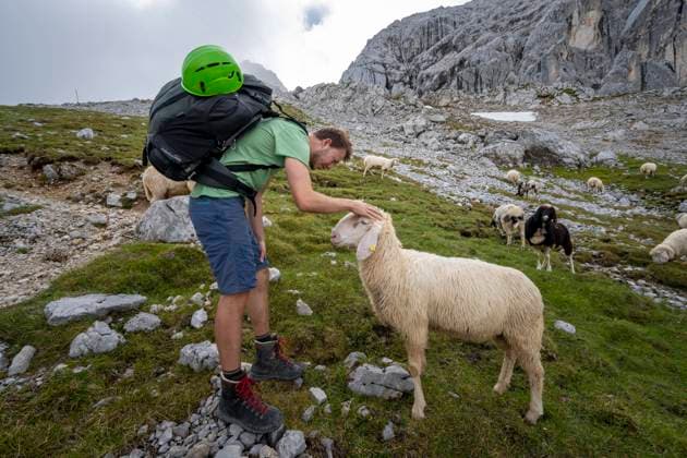  Wanderer streichelt Schaf auf Bergwiese, Frauenalpl, Wanderweg zur Meilerhütte, Wettersteingebirge, Bayern, Deutschland, Europa *** Hiker stroking sheep on mountain meadow, Frauenalpl, Hiking trail to Meilerhütte, Wetterstein Mountains, Bavaria, Germany, Europe Copyright: imageBROKER/MaraxBrandl ibxmab07142064.jpg