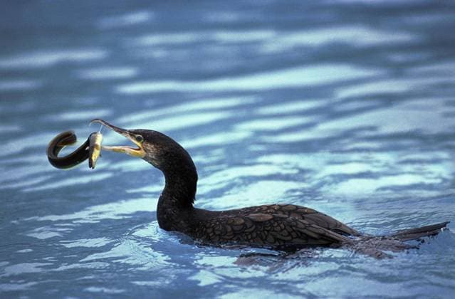 Natur, Tiere, Fische, Aal, Europäischer Aal, Anguilla anguilla GROSSER KORMORANT phalacrocorax carbo FROHENDER GELÄNDE-AAL anguilla anguilla *** GREAT CORMORANT phalacrocorax carbo HORSE AAL anguilla anguilla Copyright: imageBROKER G.xLacz ibllag05287526.jpg