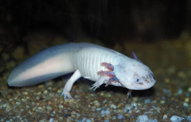 IMAGO Nature: Unsere Erde: Tierwelt: Hässliche Tiere Axolotl (ambystoma mexicanum) *** Axolotl ambystoma mexicanum Copyright: imageBROKER/G.xLacz ibllag05286029.jpg