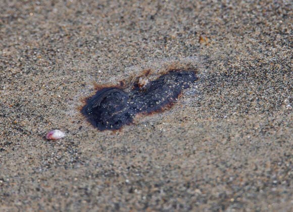 October 4, 2021, Huntington Beach, California, USA: October 4th 2021, Huntington Beach, California, USA: Environmental volunteers continue cleanup oil and residue that has washed ashore at Bolsa Chica State Beach. The pipeline oil spill has resulted in beach closures along a twenty mile stretch of Orange County. Huntington Beach USA - ZUMAl167 20211004_znp_l167_028 Copyright: xRonxLyonx