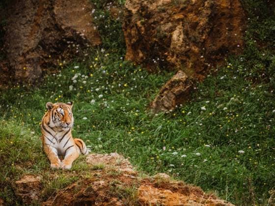 Tiger with striped coat looking away while lying on terrain against mount and blossoming flowers in savannah HodeiUnzueta_WildAnimals_35.jpg Copyright: xHodeixUnzuetax Model Released