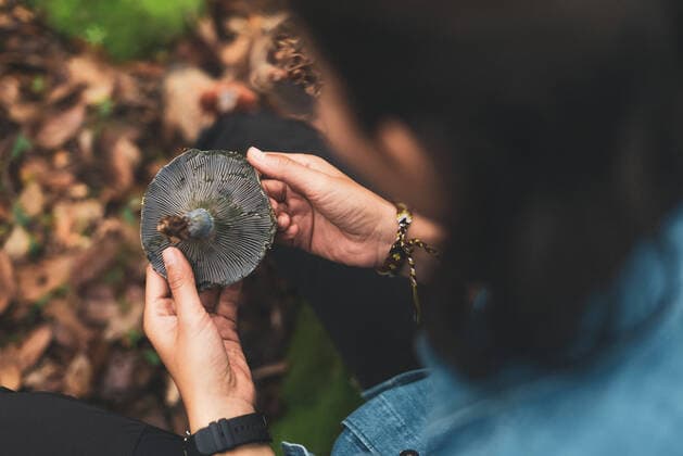 From above crop unrecognizable female looking at wild edible Lactarius indigo mushroom with blue cap in woods LosMuertosCrew_MushroomPicking_36.jpg Copyright: xLosxMuertosxCrewx Model Released