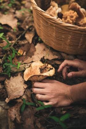 Cropped unrecognizable female picking edible wild saffron milk cap mushroom from ground covered with fallen dry leaves and putting into wicker basket LosMuertosCrew_MushroomPicking_4.jpg Copyright: xLosxMuertosxCrewx Model Released