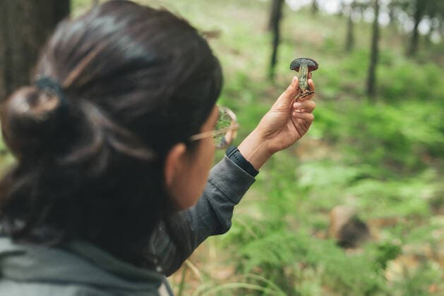 Back view of unrecognizable female looking at wild edible Boletus mushroom with blue cap in woods LosMuertosCrew_MushroomPicking_54.jpg Copyright: xLosxMuertosxCrewx Model Released