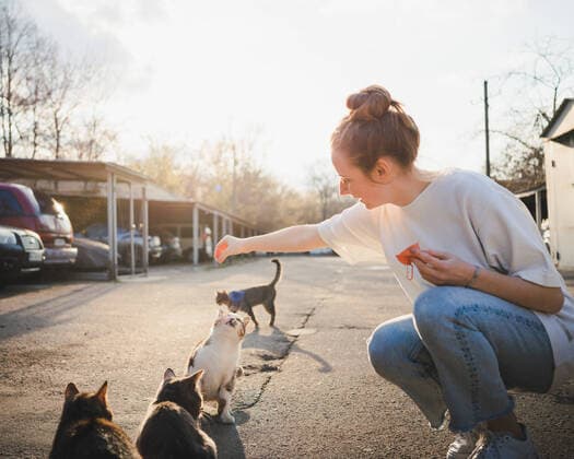 IMAGO Creative: Zivildienst und ehrenamtliches Engagement Full body of positive kind female sitting on haunches and feeding hungry cats on street MiguelPalomo_StreetCat_2.jpg Copyright: xMiguelxPalomox Model Released