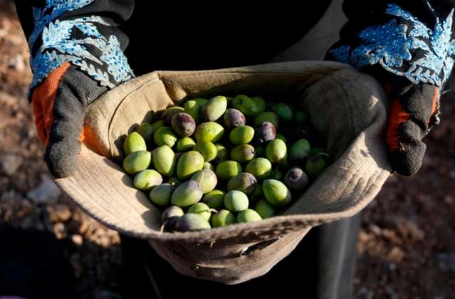(211005) -- NABLUS, Oct. 5, 2021 -- A Palestinian displays olives during the harvest season at an olive orchard in Kufr Qadoom village near the West Bank city of Nablus, Oct. 5, 2021. (Photo by Xinhua) MIDEAST-NABLUS-OLIVE-HARVEST AymanxNobani 