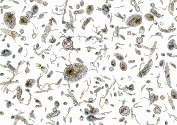 lebewesen,mikroorganismus,einzeller,mikroorganismen *** living organism,micro organism,protozoa,living organisms,micro organisms,protozoas n9a-nqw