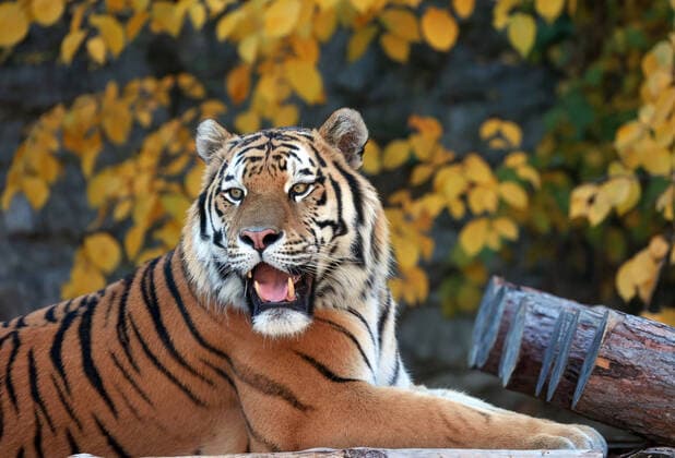 MOSCOW, RUSSIA â€“ OCTOBER 6, 2021: Stepan the Tiger, an offspring of a Siberian tiger and a Sumatran tiger, is seen in an enclosure at Moscow Zoo. The tiger, who is now six years old, was seized from smugglers when he was one year old and sent to a rehabilitation centre. This species of tigers is listed in the international Red Book of Endangered Languages and in the Red Book of Russia. Vyacheslav Prokofyev TASS  TS11334B