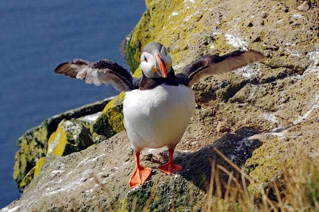 Puffin with spread wings, Latrabjarg, Westfjords, West Iceland, Iceland, Europe Copyright: imageBROKER/ReinhardxPantke ibxrpa07149163.jpg