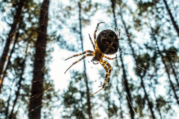 Eine Kreuzspinne in ihrem Netz im Wald bei Senzig, Ortsteil von Königs Wusterhausen (Landkreis Dahme-Spreewald). Die Kreuzspinnen (Araneus) sind mit mehreren hundert Arten eine der artenreichsten Gattungen der Familie der Echten Radnetzspinnen. Zu den bekanntesten gehört die Gartenkreuzspinne (Foto). Foto: Volker Hohlfeld Kreuzspinne *** A cross spider in its web in the forest near Senzig, district of Königs Wusterhausen county Dahme Spreewald The cross spiders Araneus are with several hundred species one of the most species-rich genera of the family of the true wheel web spiders Among the best known is the garden cross spider Photo Volker Hohlfeld cross spider