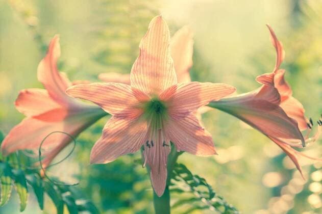  Hippeastrum johnsonii Bury beautiful flower, 13.10.2020, Copyright: xforest71x Panthermedia27318793