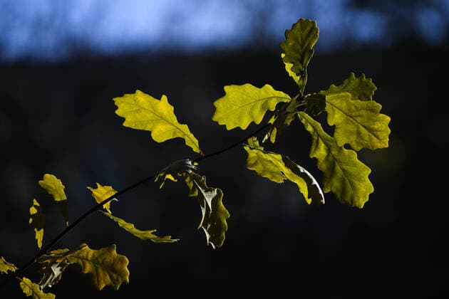 Russia Autumn 6671487 12.10.2021 A branch of an oak is pictured in the Siberian city of Novosibirsk, Russia. Alexandr Kryazhev Sputnik Novosibirsk Russia  Copyright: xAlexandrxKryazhevx